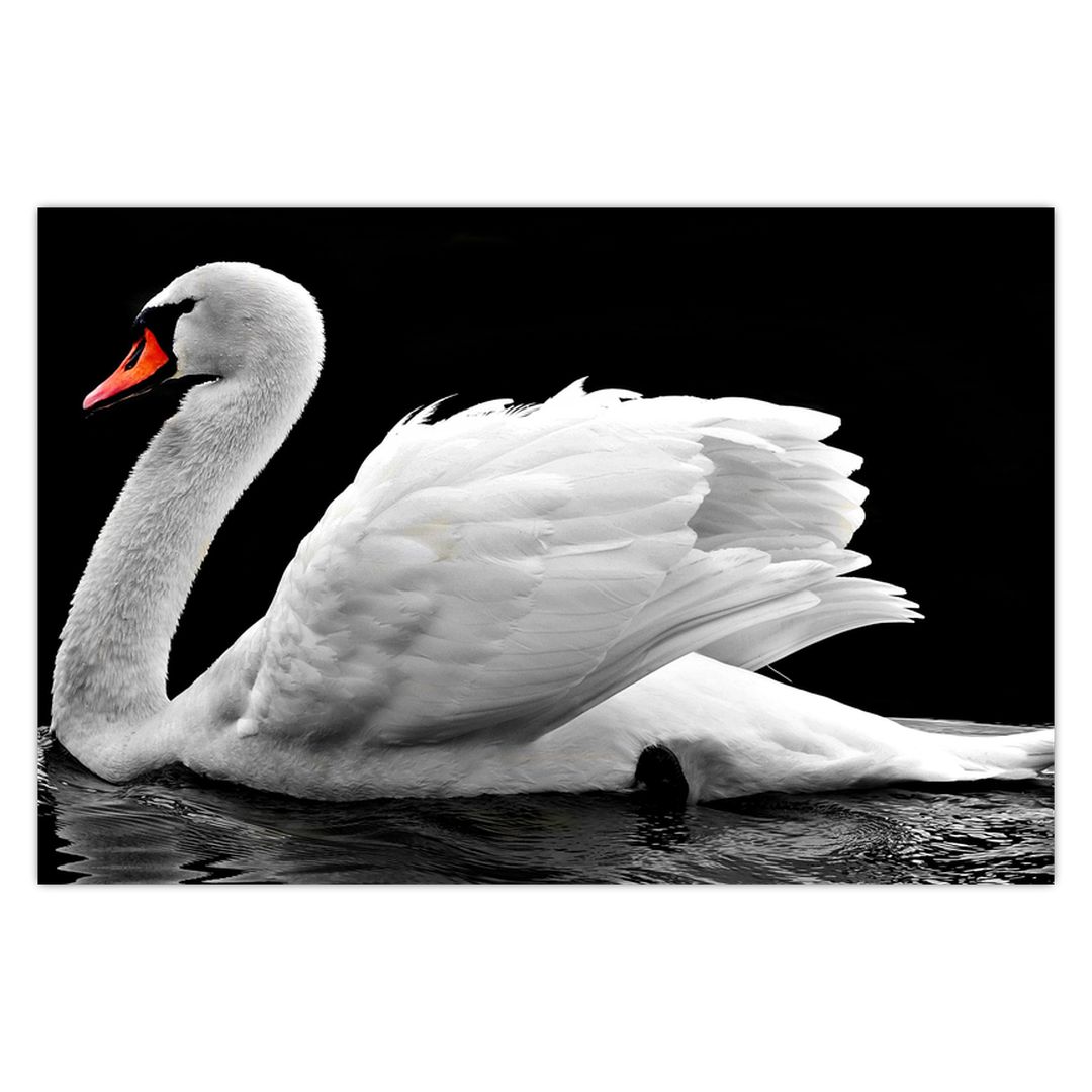 Obraz černobílé labutě (V020586V9060)