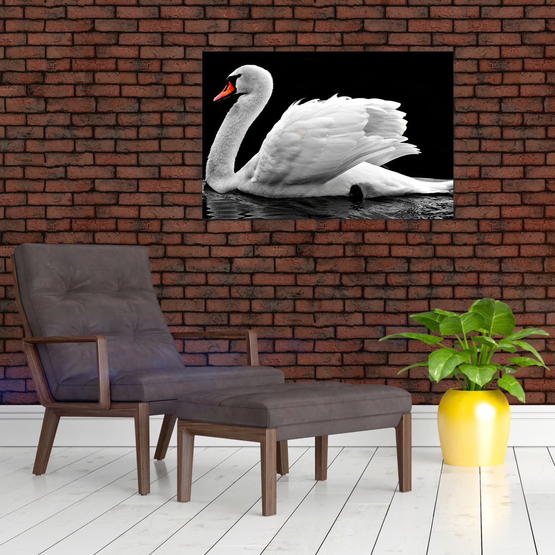 Obraz černobílé labutě (V020586V9060)