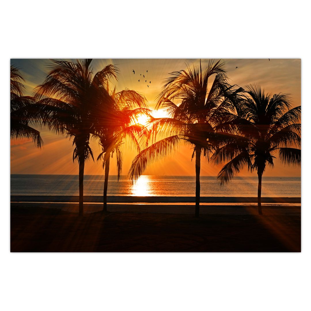 Obraz palmy v západu slunce (V020622V9060)