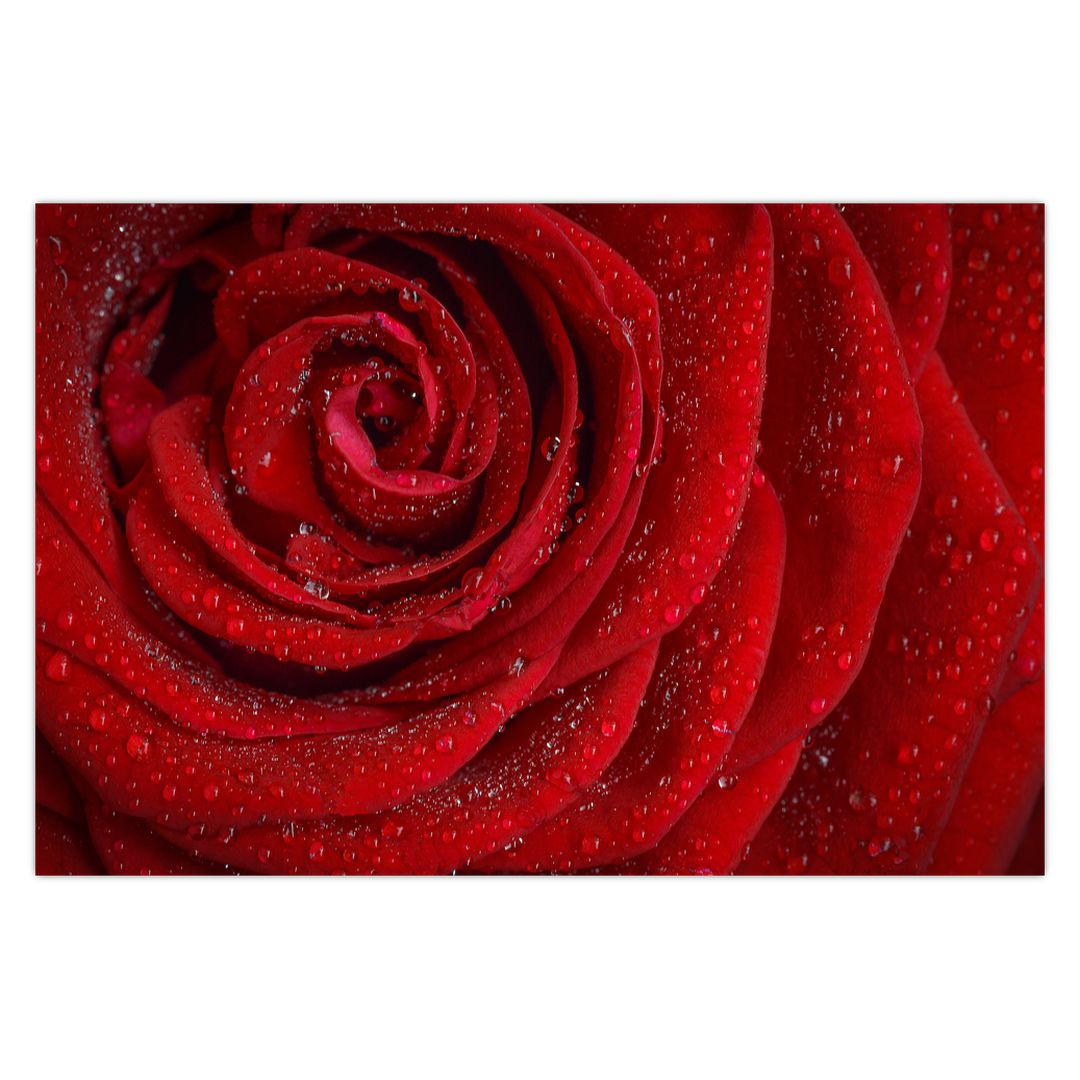 Tablou - detaliu de trandafir (V020684V9060)