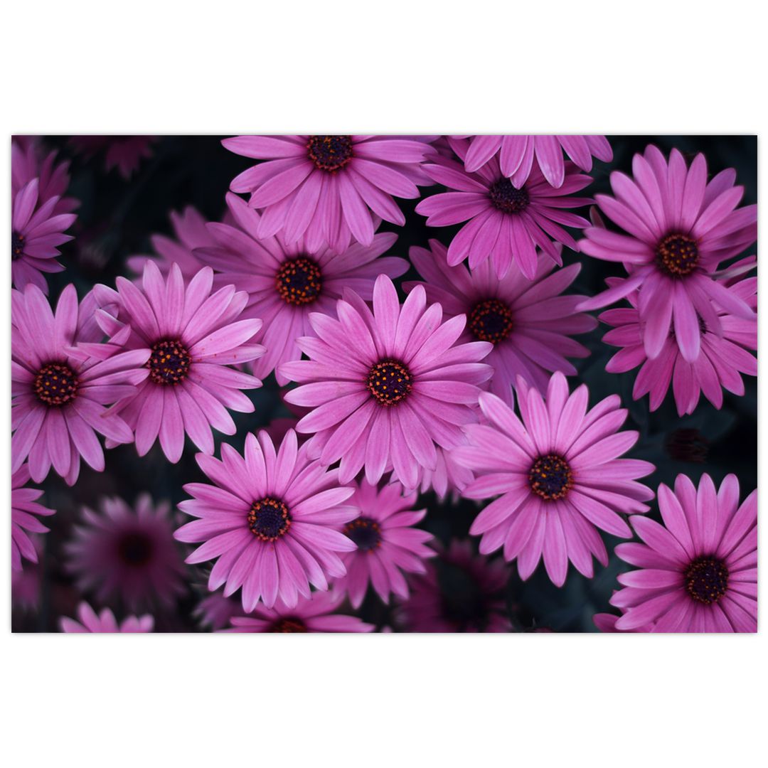Obraz růžových květů (V020923V9060)