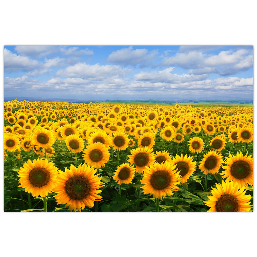 Obraz slunečnicového pole (V020946V9060)