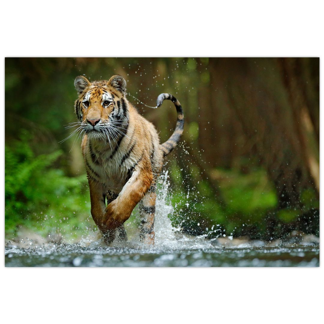 Obraz běžícího tygra (V020979V9060)