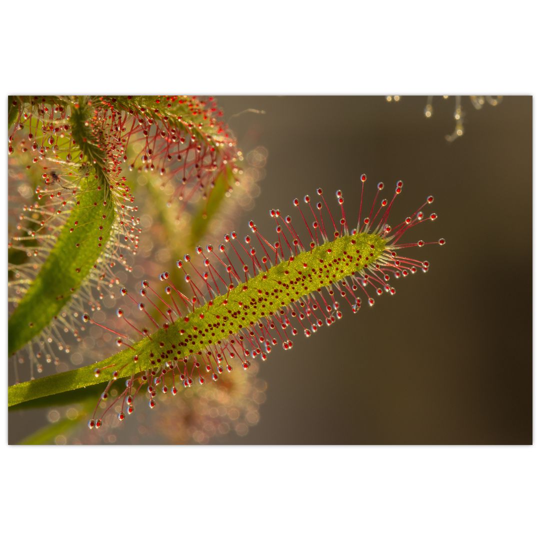Obraz rostliny (V020984V9060)