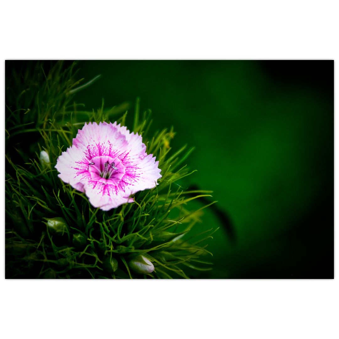 Obraz růžového květu (V020990V9060)