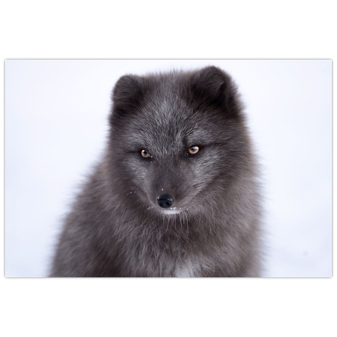 Obraz sněžné lišky (V021000V9060)