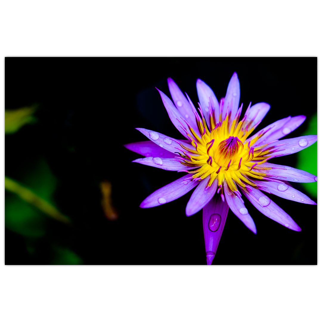 Obraz květiny (V021017V9060)