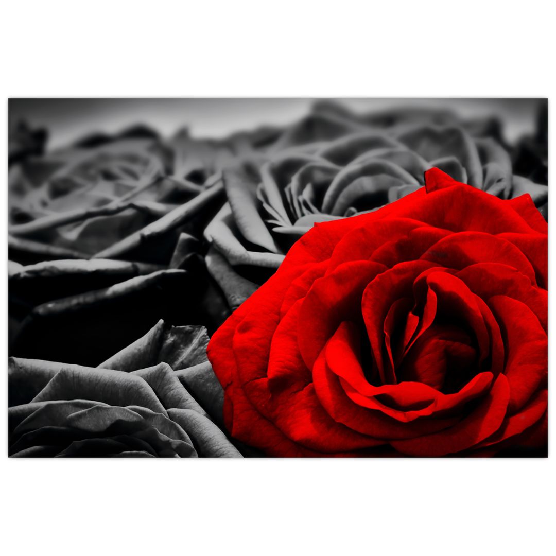 Tablou - Flori de trandafir (V021975V9060)