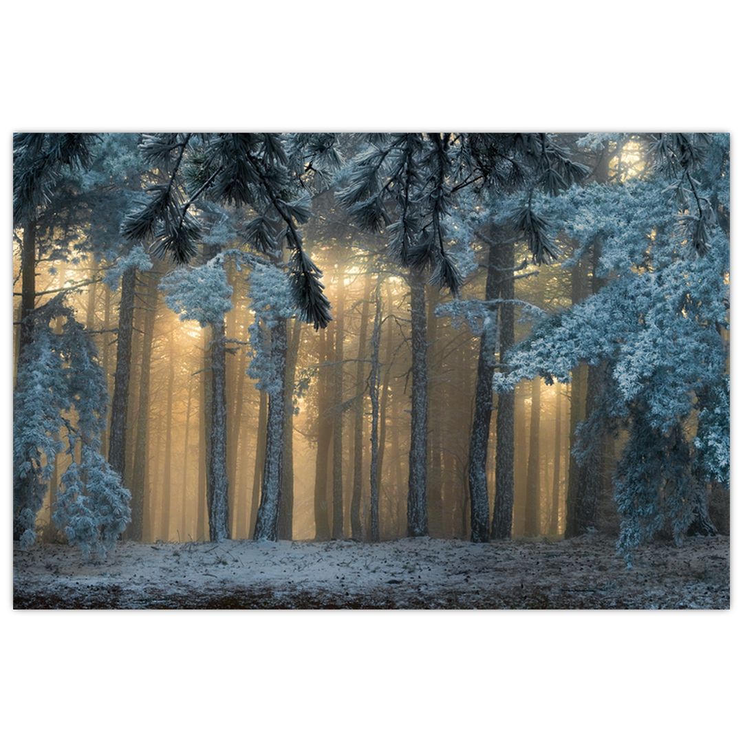 Obraz zasněženého lesa (V022318V9060)