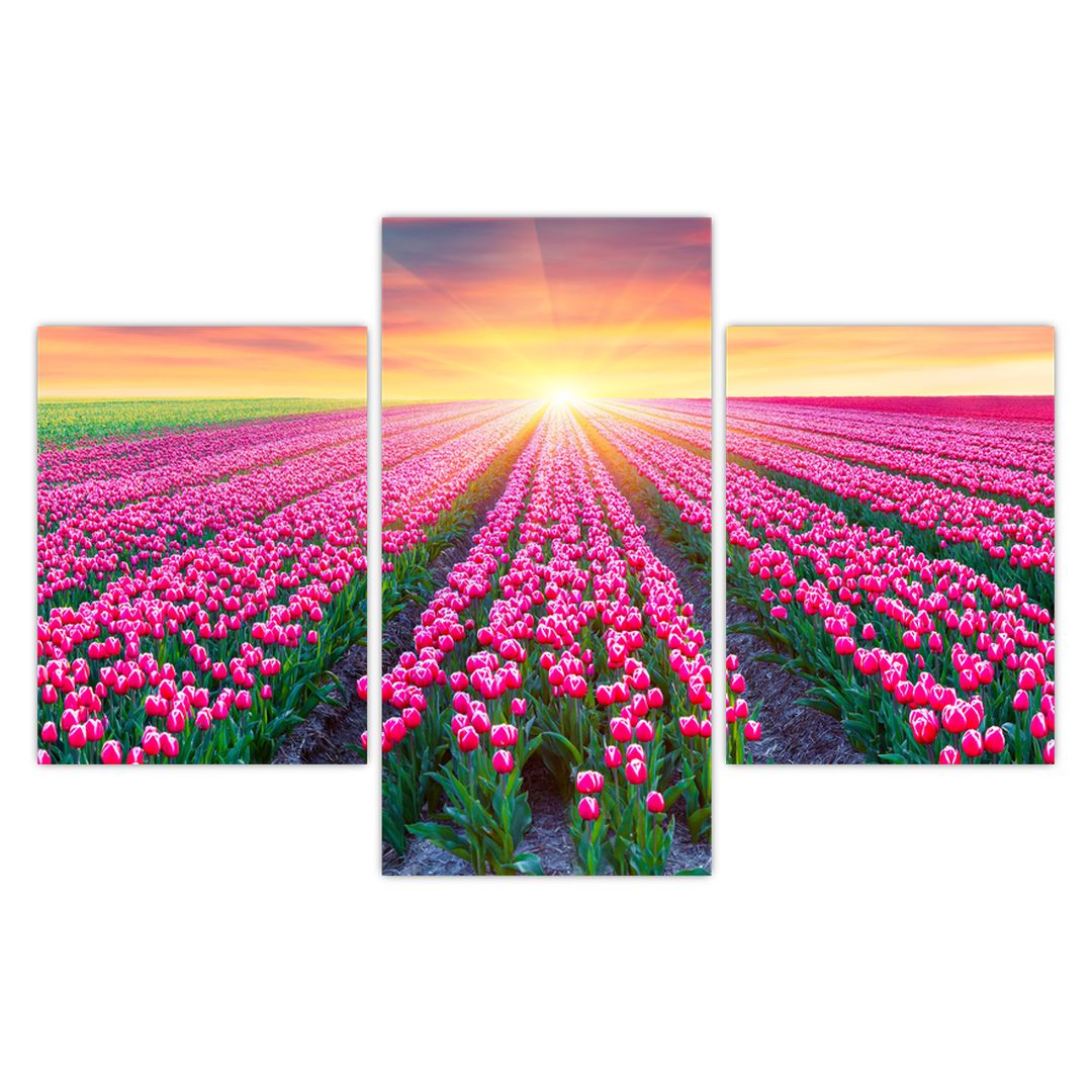 Obraz pole tulipánů se sluncem (V020554V90603PCS)