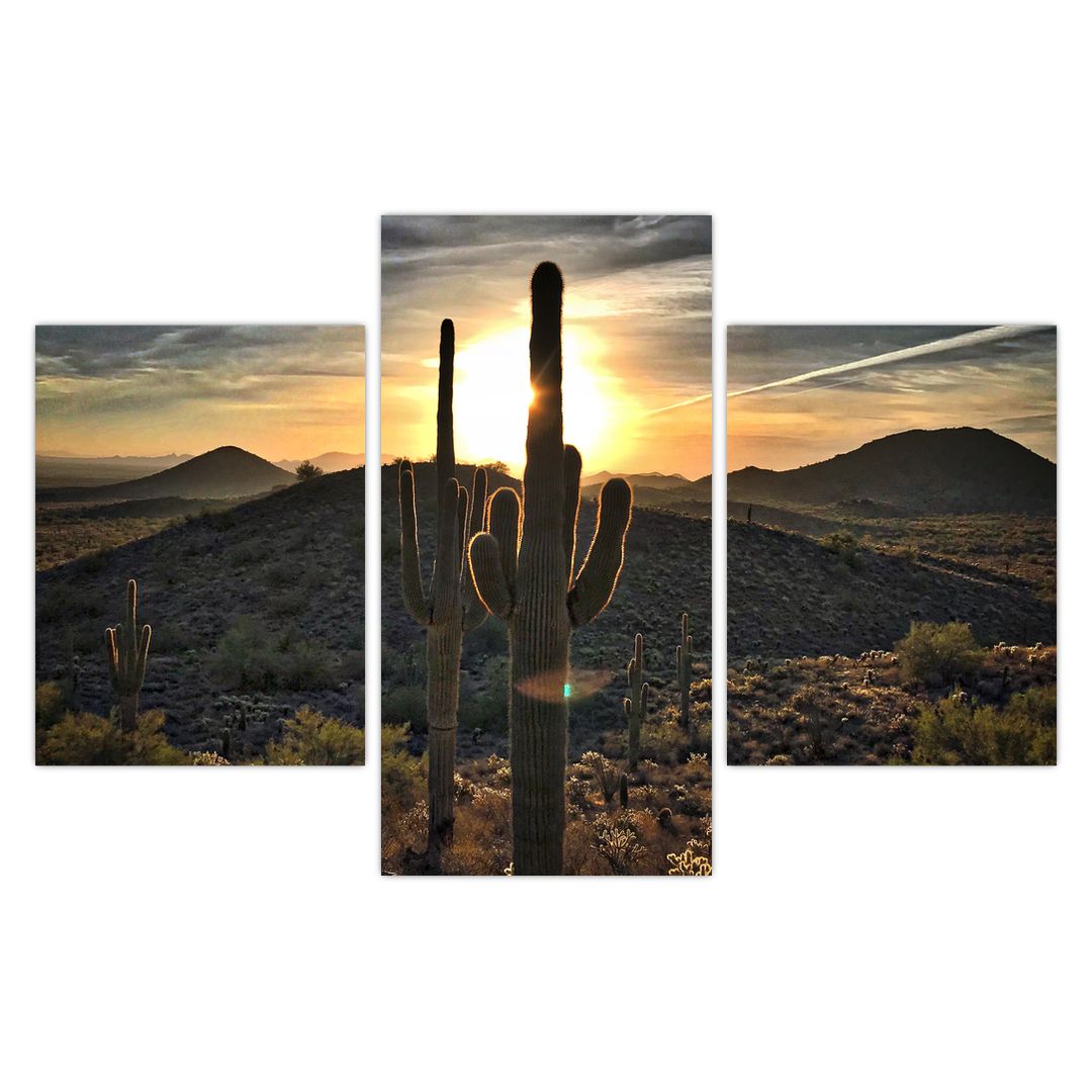Obraz - kaktusy ve slunci (V020560V90603PCS)