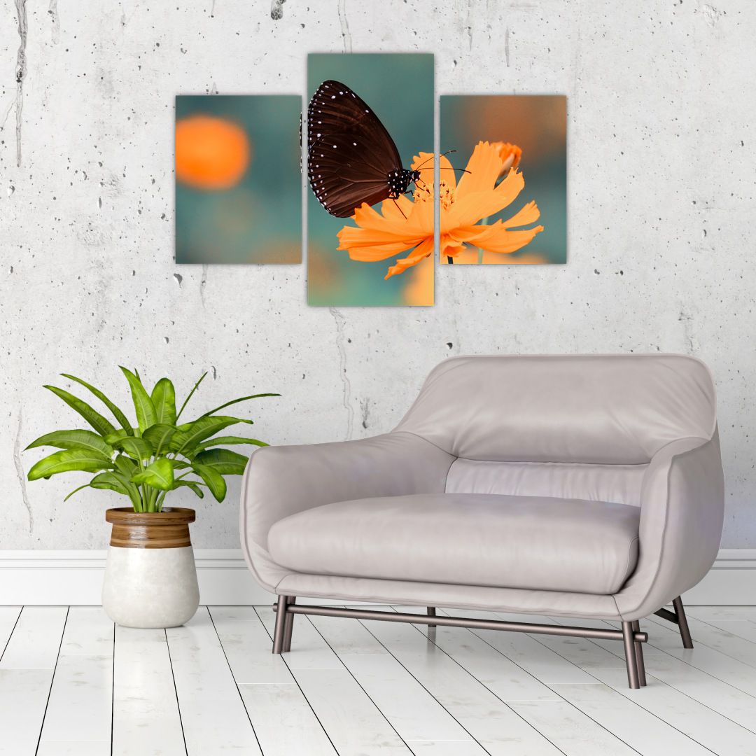 Obraz - motýl na oranžové květině (V020577V90603PCS)