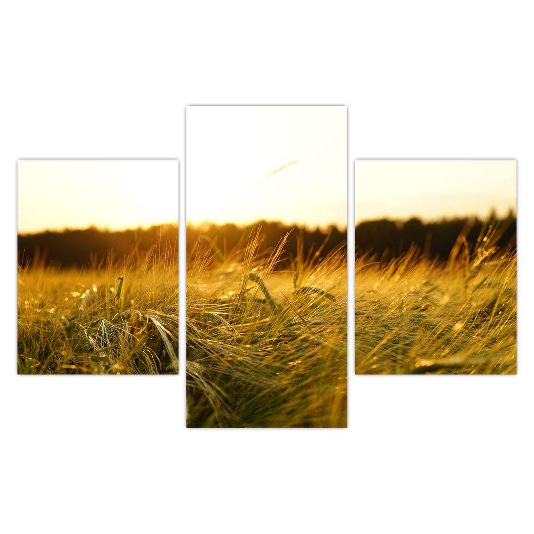 Obraz orosené trávy (V020584V90603PCS)