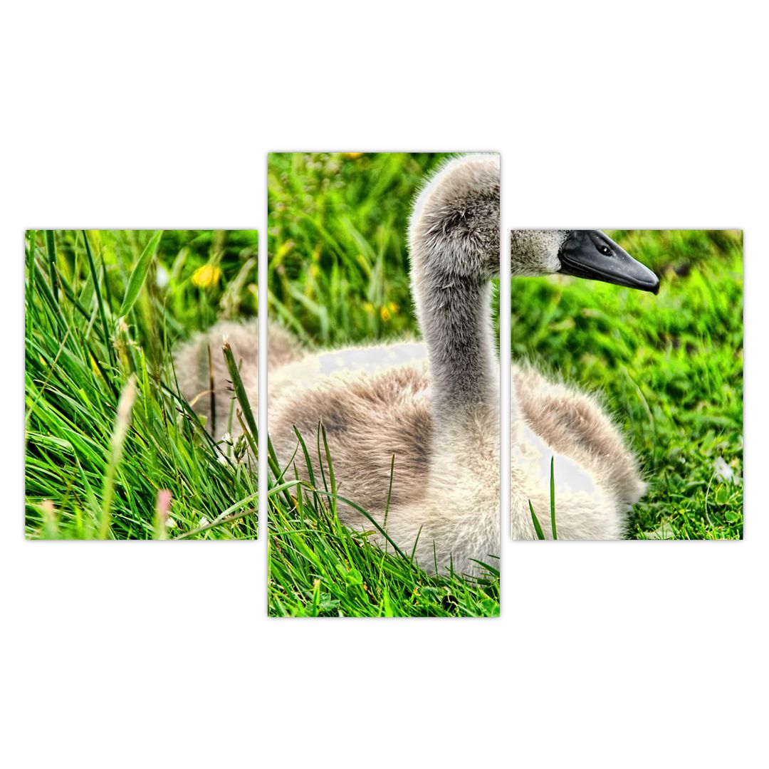 Obraz - malá labuť v trávě (V020585V90603PCS)