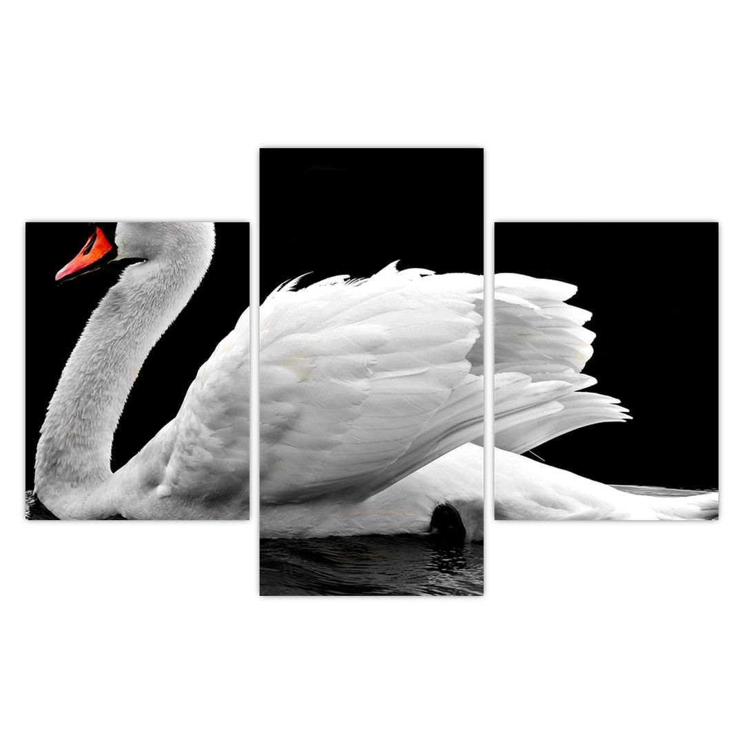 Obraz černobílé labutě (V020586V90603PCS)