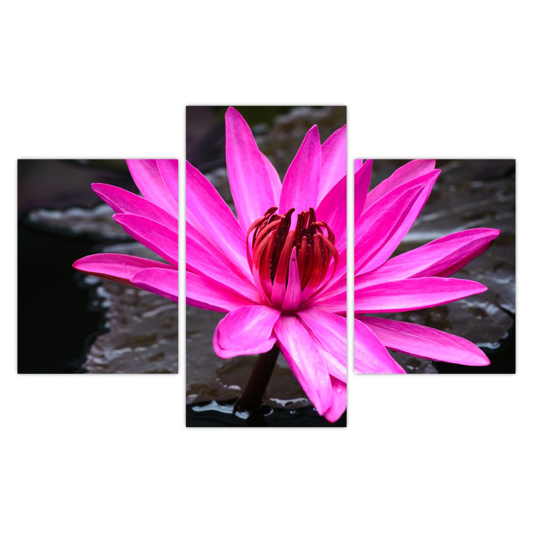 Obraz - růžový květ (V020636V90603PCS)
