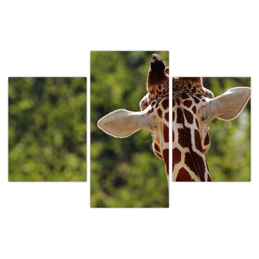 Obraz žirafy zezadu (V020638V90603PCS)