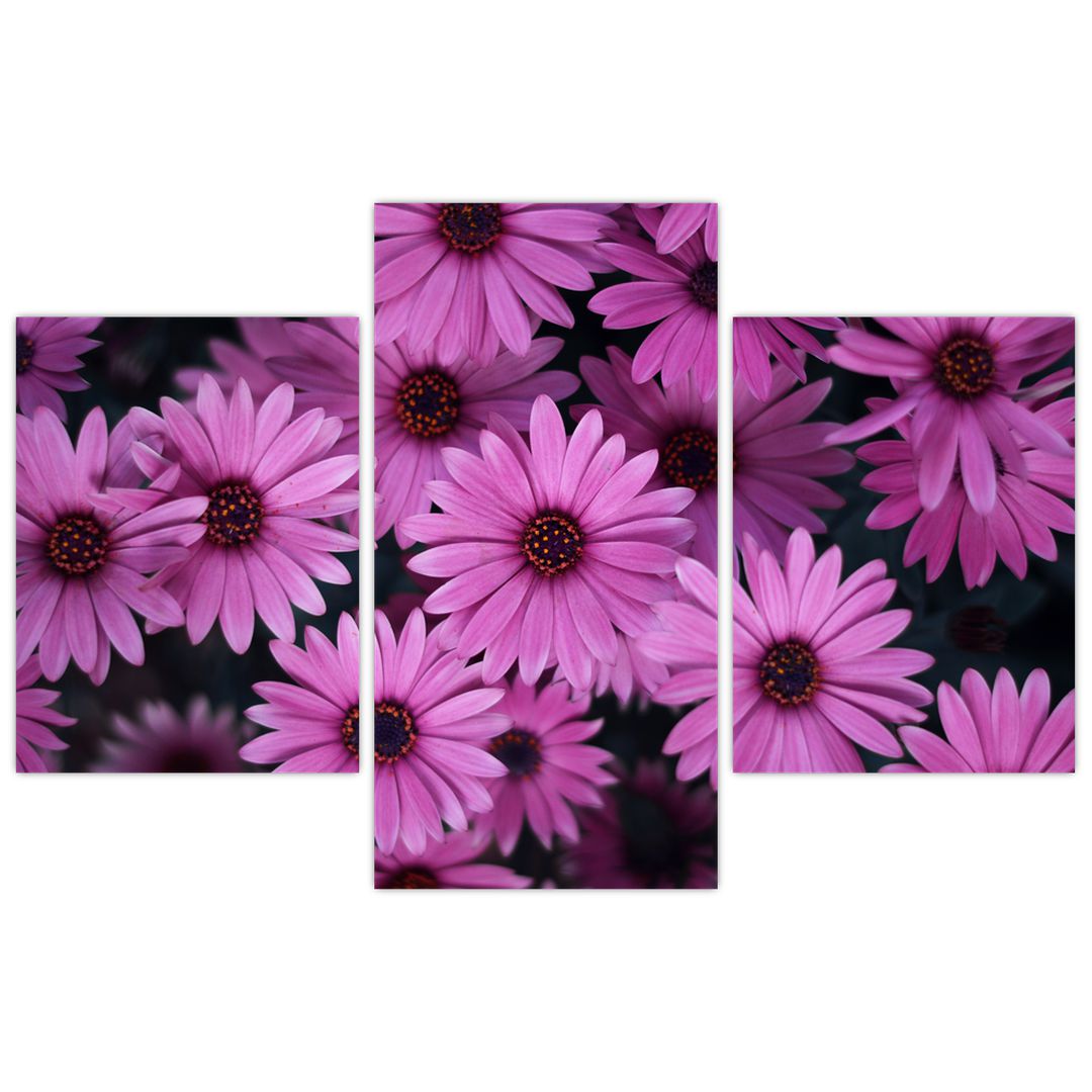 Obraz růžových květů (V020923V90603PCS)