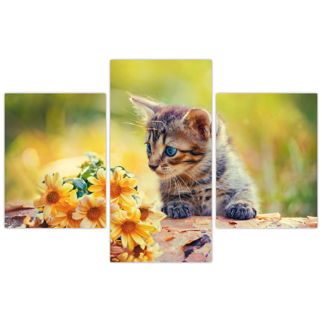 Obraz koťátka dívající se na květinu (V020943V90603PCS)