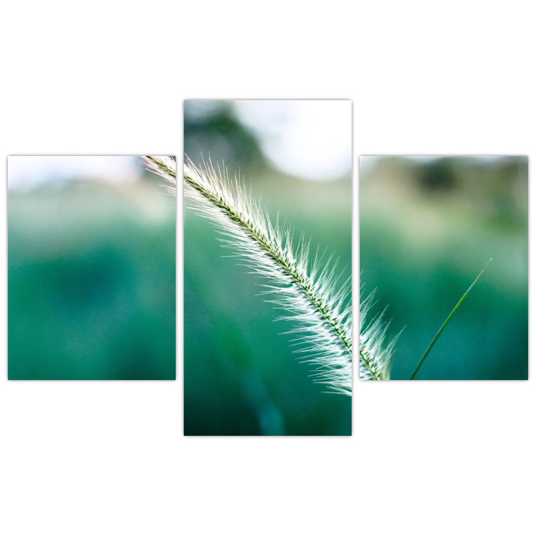 Obraz stébla trávy (V020962V90603PCS)