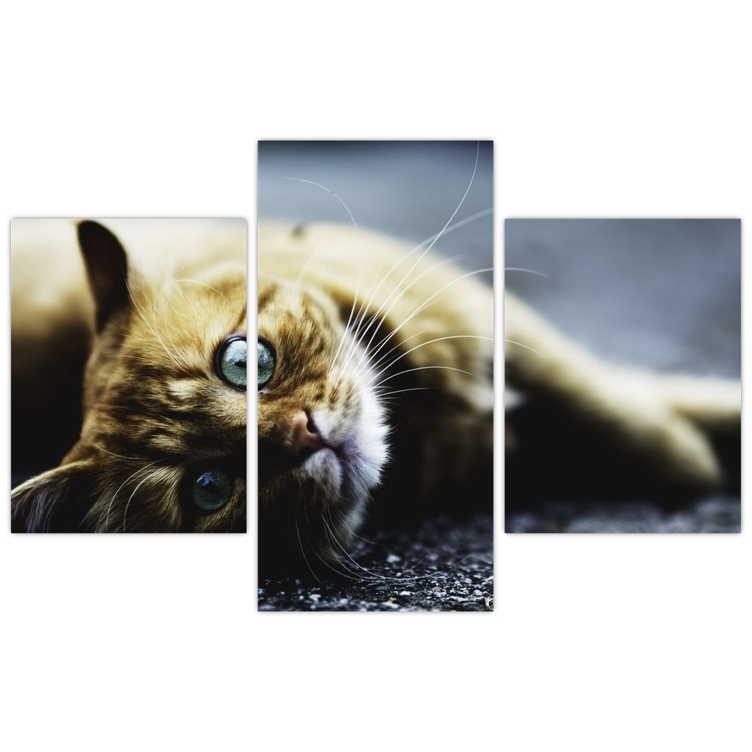 Obraz kočky (V020963V90603PCS)