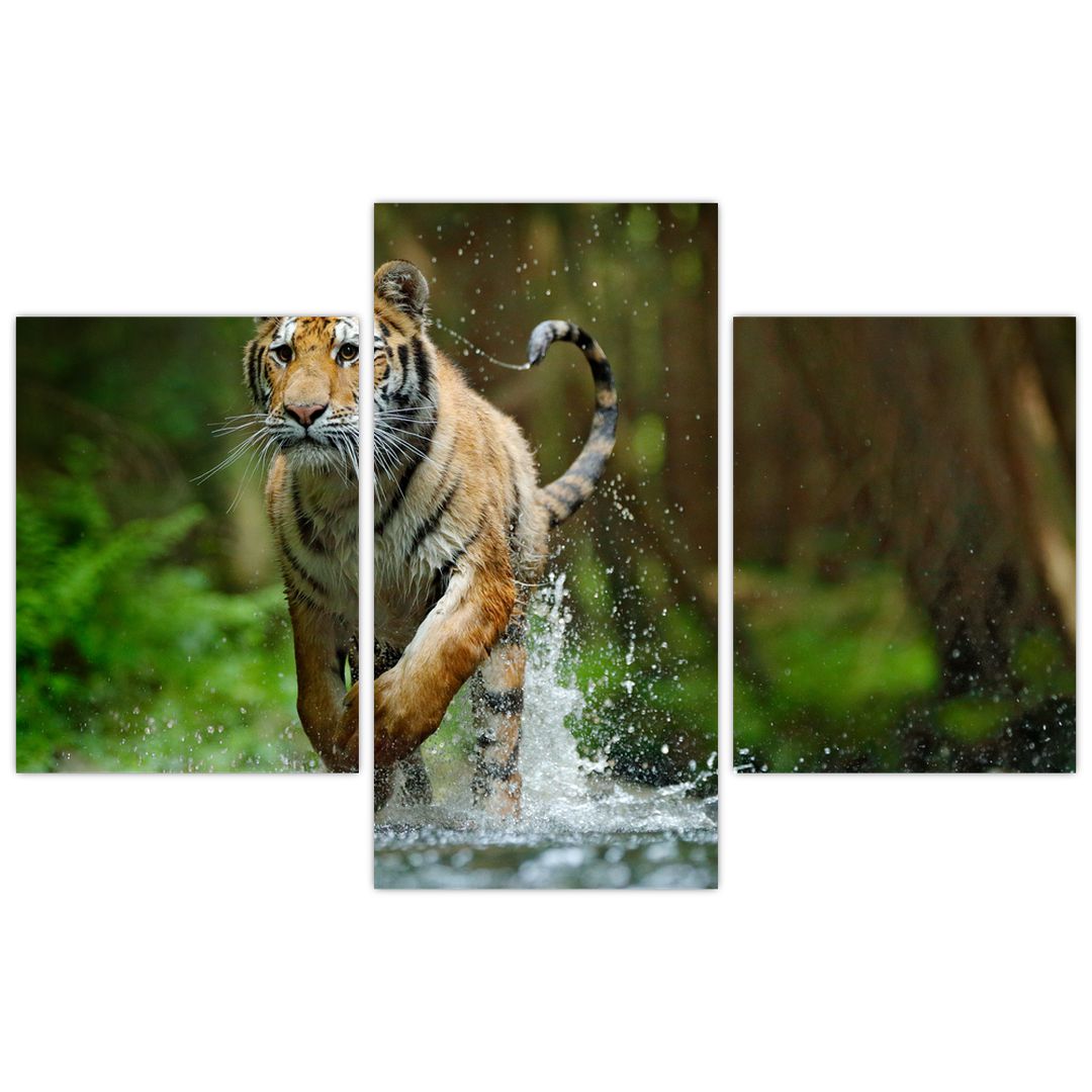 Obraz běžícího tygra (V020979V90603PCS)