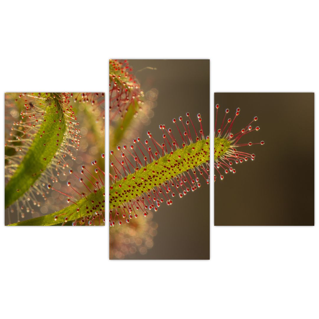 Obraz rostliny (V020984V90603PCS)