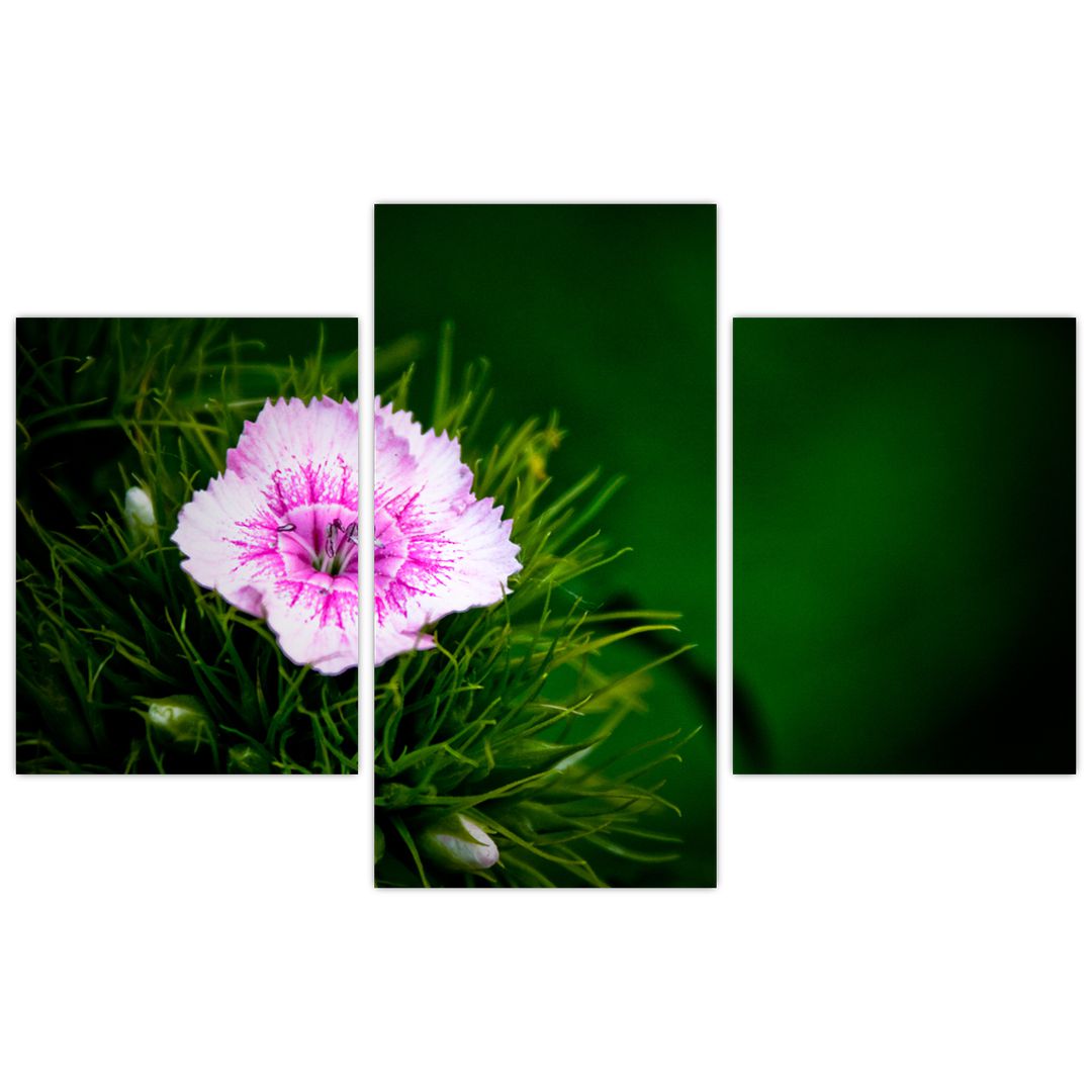 Obraz růžového květu (V020990V90603PCS)