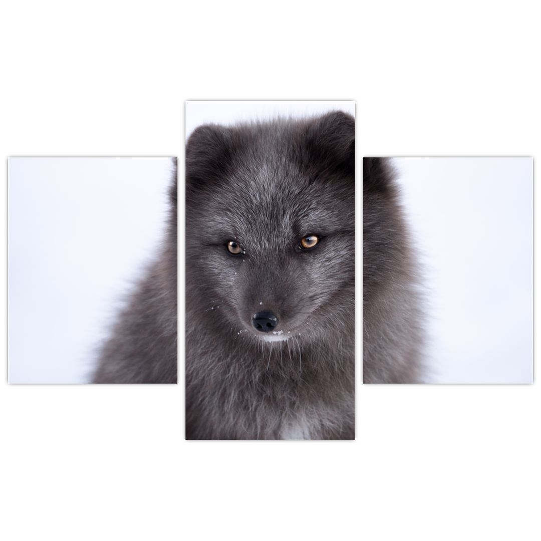 Obraz sněžné lišky (V021000V90603PCS)