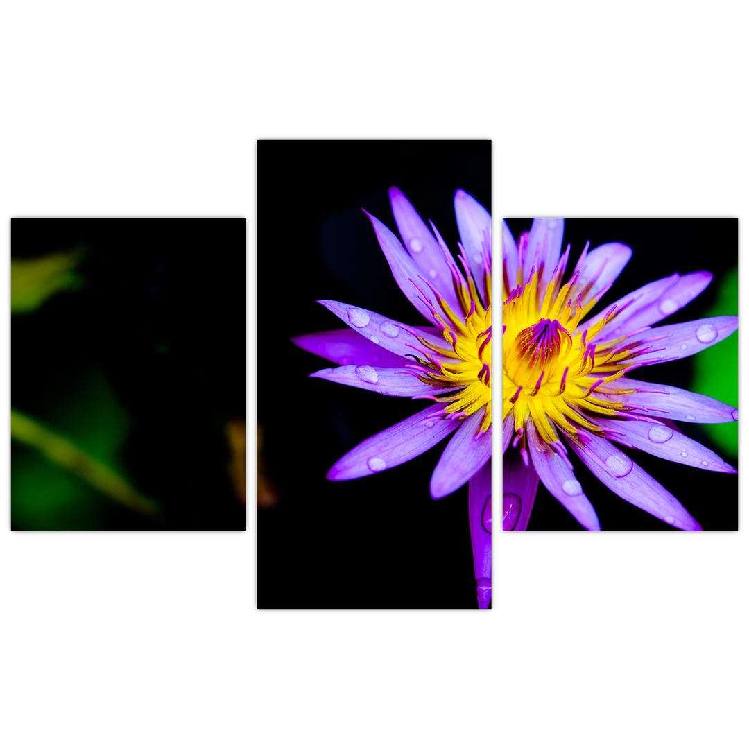 Obraz květiny (V021017V90603PCS)