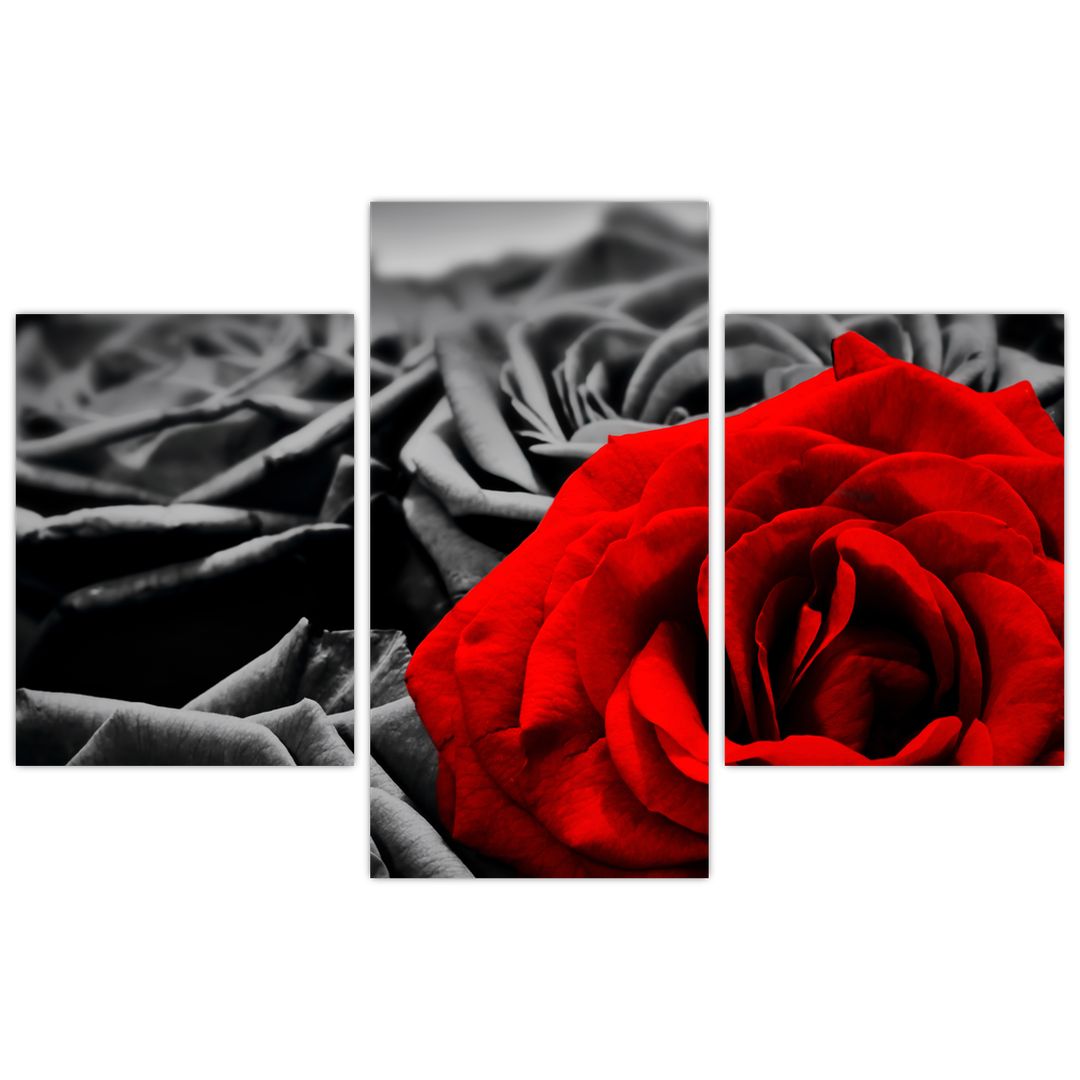 Tablou - Flori de trandafir (V021975V90603PCS)