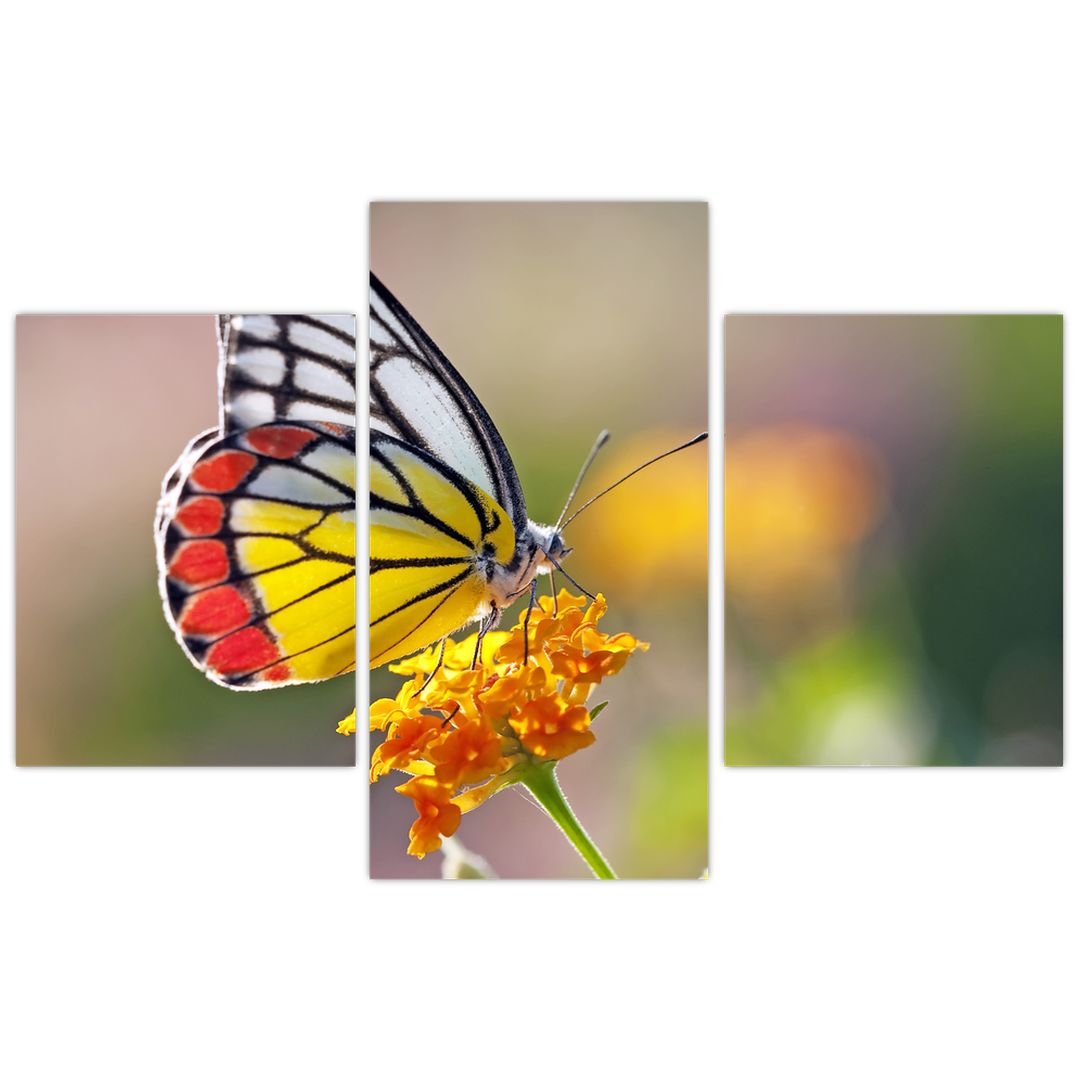 Obraz motýla na květu (V022330V90603PCS)
